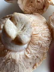 Leucocalocybe mongolica