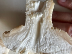 Leucocalocybe mongolica