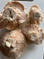 Leucocalocybe mongolica