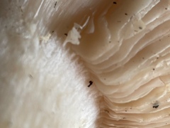 Leucocalocybe mongolica