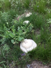 Leucocalocybe mongolica