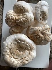 Leucocalocybe mongolica