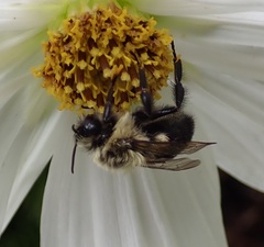 Bombus impatiens