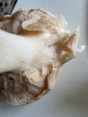 Leucocalocybe mongolica