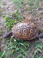 Terrapene carolina