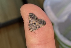 Termioptycha inimica