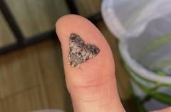 Termioptycha inimica
