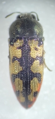 Acmaeodera tiquilia