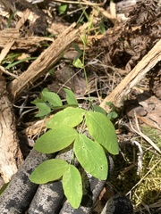 Lathyrus ochroleucus
