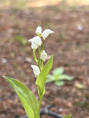Cephalanthera erecta