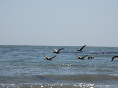 Pelecanus occidentalis