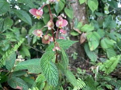 Begonia buddleiifolia