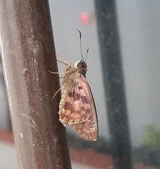 Polygonus leo arizonensis