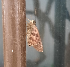 Polygonus leo arizonensis