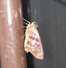 Polygonus leo arizonensis