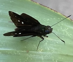 Nyctelius nyctelius