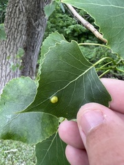 Phyllocoptes didelphis