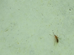 Coquillettidia perturbans