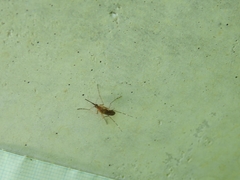 Coquillettidia perturbans