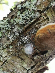 Helicigona lapicida