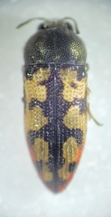 Acmaeodera tiquilia