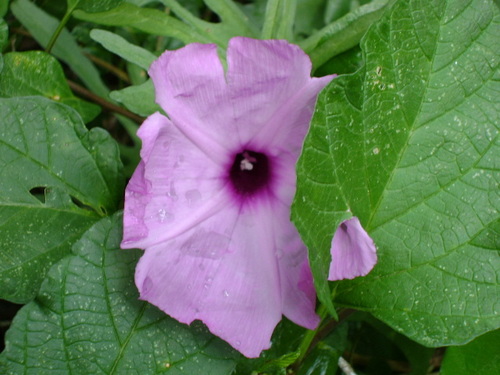 Image of Ipomoea jalapa by (c) Tereso Hernández Morales, some rights reserved (CC BY)