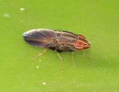 Cephaloconus cyprinus