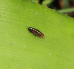 Cephaloconus cyprinus