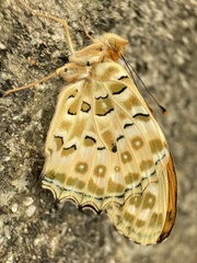 Argynnis hyperbius