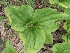 Trillium angustipetalum