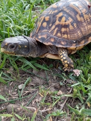 Terrapene carolina