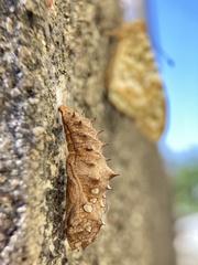 Argynnis hyperbius