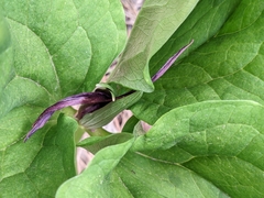Trillium angustipetalum