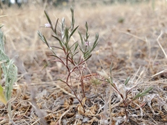Polygonum californicum