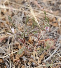 Polygonum californicum