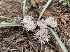 Allium obtusum obtusum