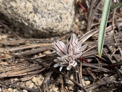 Allium obtusum obtusum