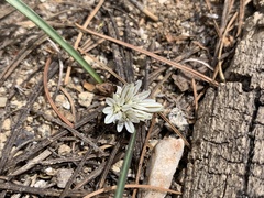 Allium obtusum obtusum