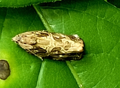 Phaecasiophora confixana