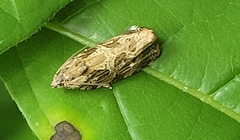 Phaecasiophora confixana