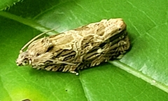 Phaecasiophora confixana