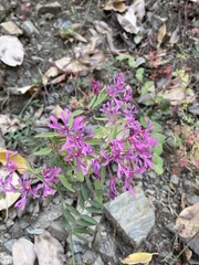 Clarkia concinna concinna