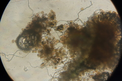 Phragmidium rubi-idaei image