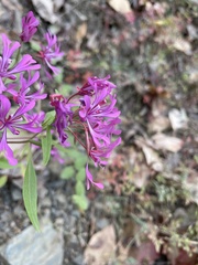 Clarkia concinna concinna