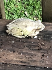 Osteopilus septentrionalis