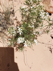 Leptosiphon nuttallii