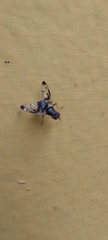 Pseudodyscrasis