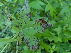 Cercospora liquidambaris