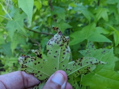 Cercospora liquidambaris