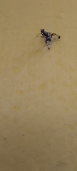 Pseudodyscrasis